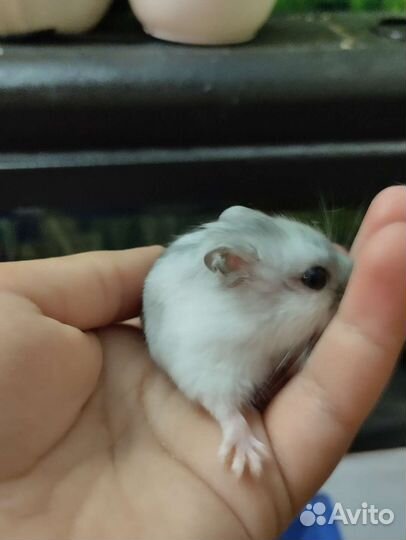 Джунгарские хомяки