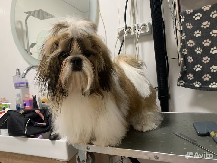 Щенки ши-тцу