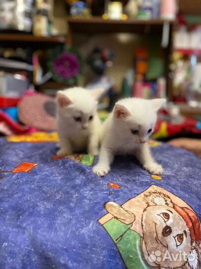 Сибирская кошка