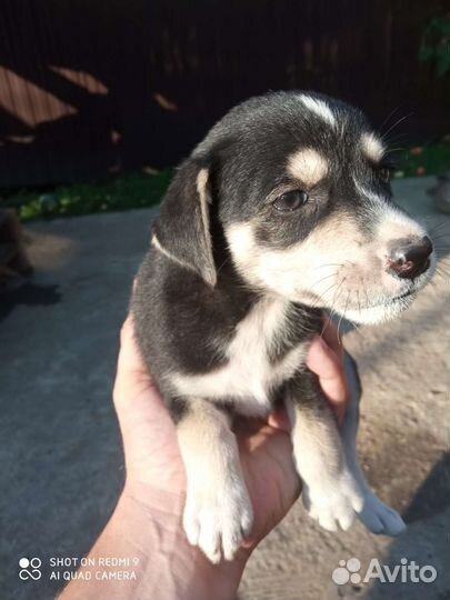 Щенки в добрые руки