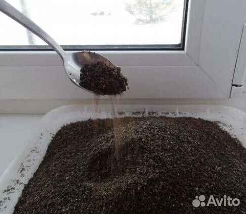 Гриб индийский