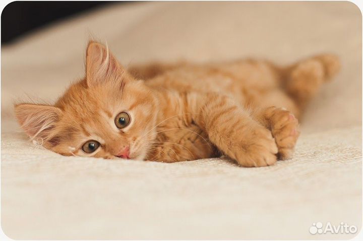 Рыжий котенок в добрые руки