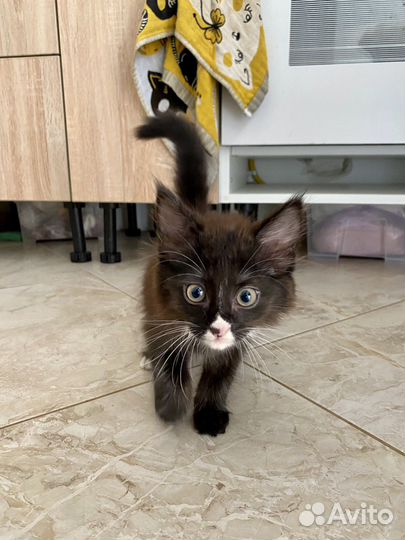 Котёнок девочка