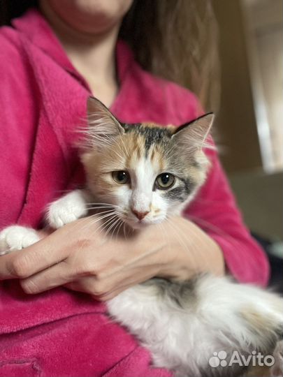 Котята в добрые руки бесплатно