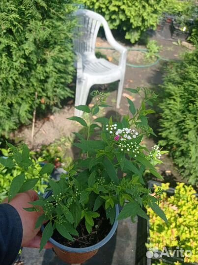 Спирея японская (Литл, Голден и др) С1,5