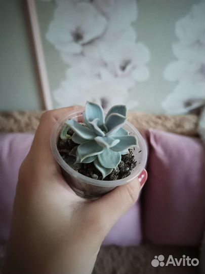 Эхеверия суккулент