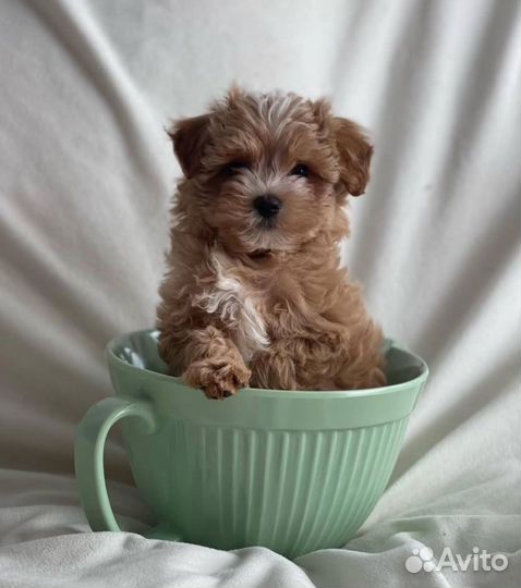 Щенки мальтипу