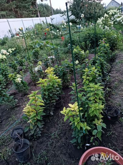 Гортензии на осень