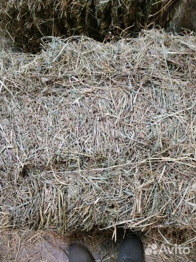 Сено в квадратных тюках