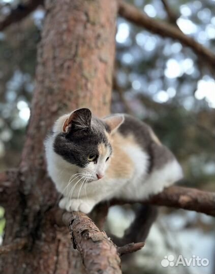 Кошка ищет дом