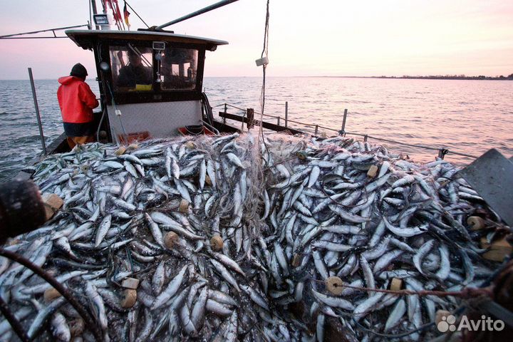 Инвестиции в рыбодобывающую продукцию