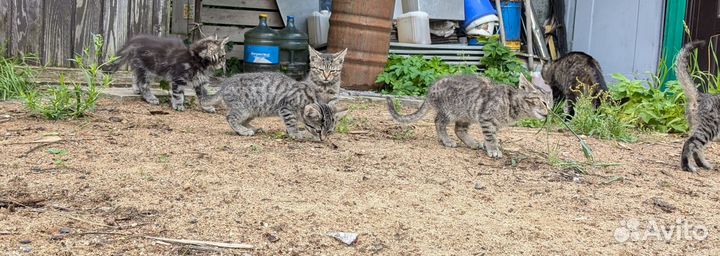 Котята в добрые руки бесплатно