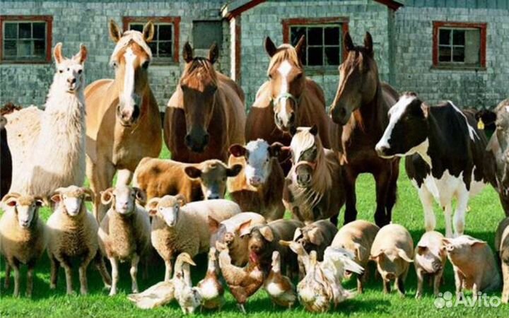 Мясокостная, рыбная мука