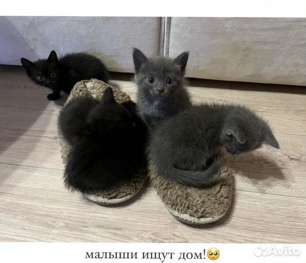 Котята