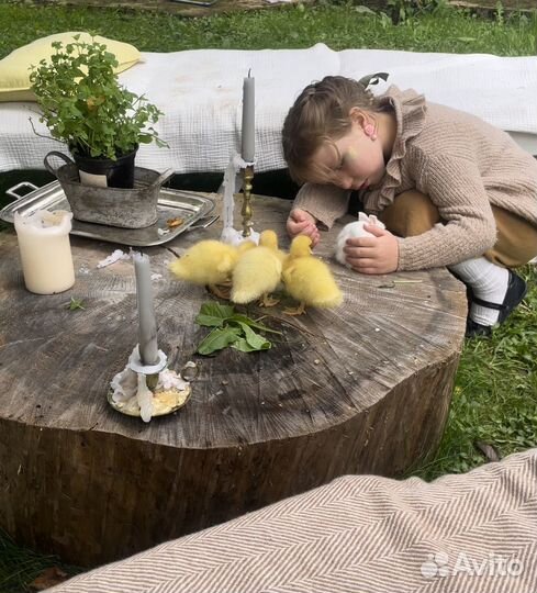 Утята и кролики в аренду на фотосессию