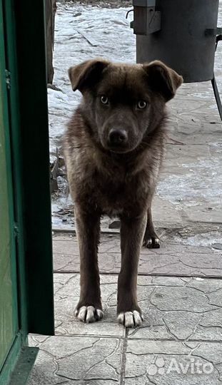 Кай ищет самый добрый дом