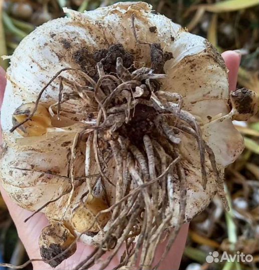 Чеснок слоновий, рокамболь на семена