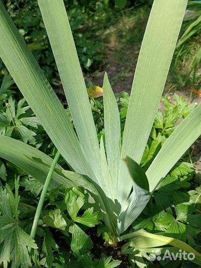 Ирисы бородатые сортовые