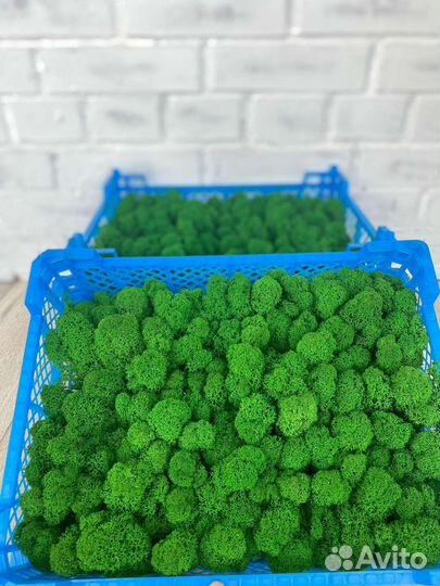 Стабилизированный мох