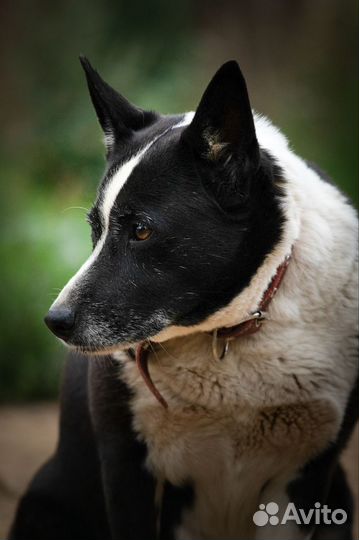 Боня (собачка в добрые руки)