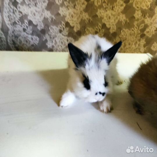 Карликовые кролики