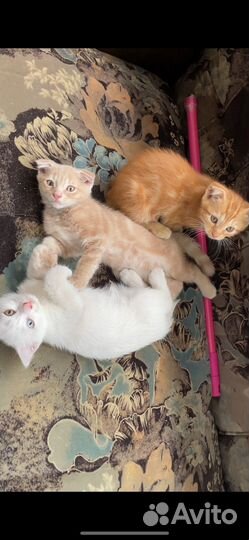 Котята в добрые руки