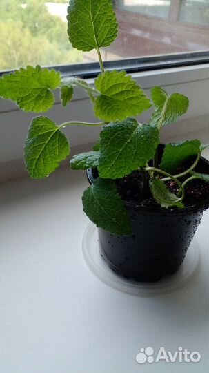 Мелисса (лимонная мята)