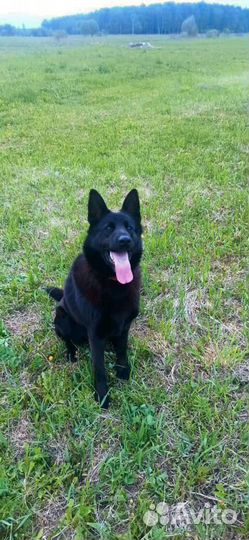 Щенок немецкой овчарки