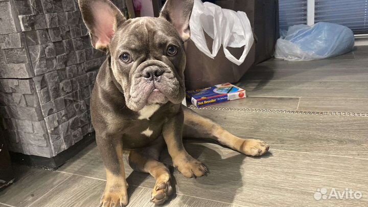 Передержка животных