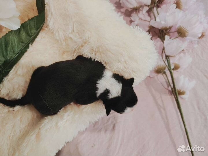 Щенки аусси