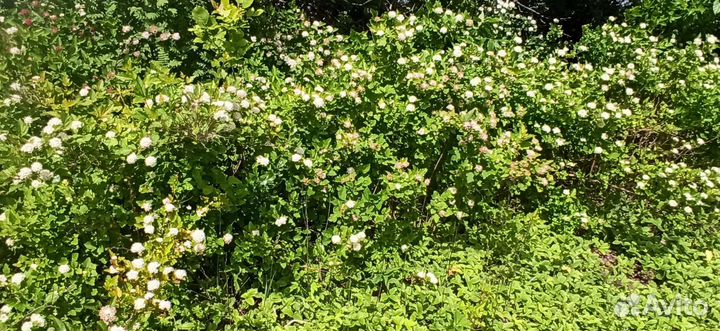 Саженцы деревьев и кустарников