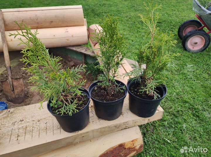 Туя западная Смарагд (Smaragd) в горшке