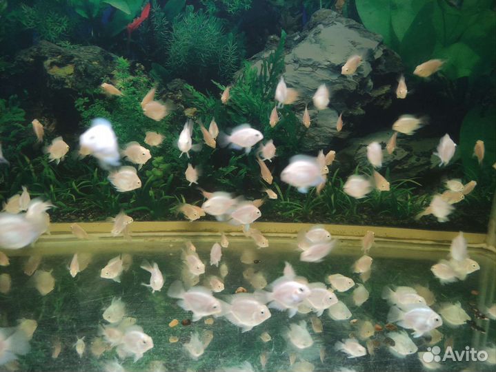 Платиновый попугай