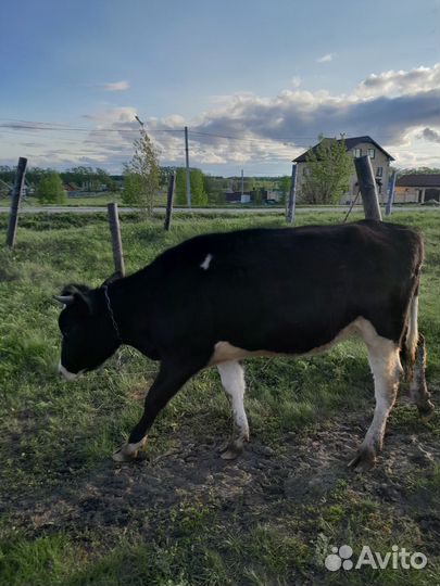 Телки стельные