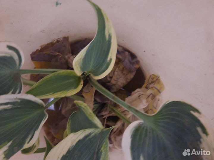 Хоста беж.с голубым