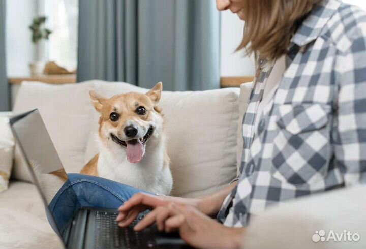 Передержка, выгул собак, присмотр, уход