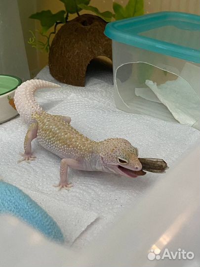 Эублефар самец