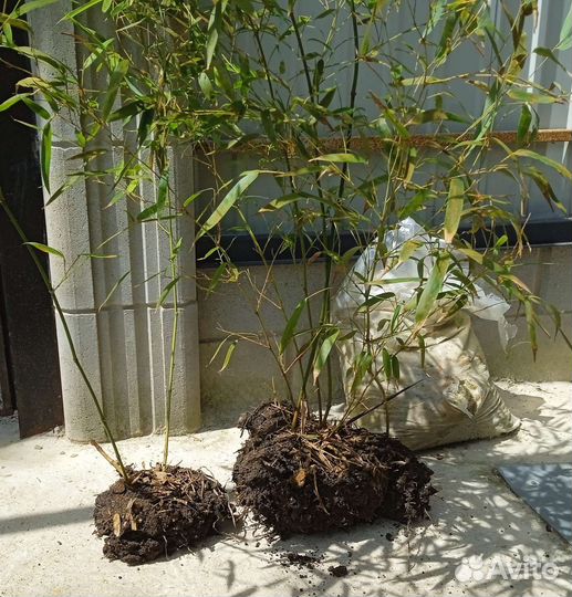 Бамбук морозостойкий