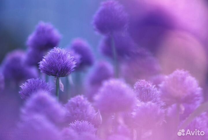 Садовые цветы - многолетники