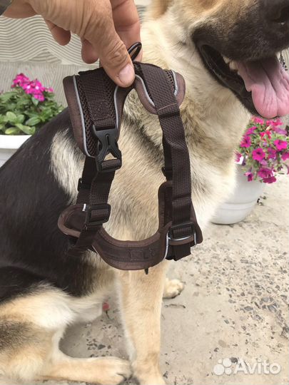 Шлейка для собаки