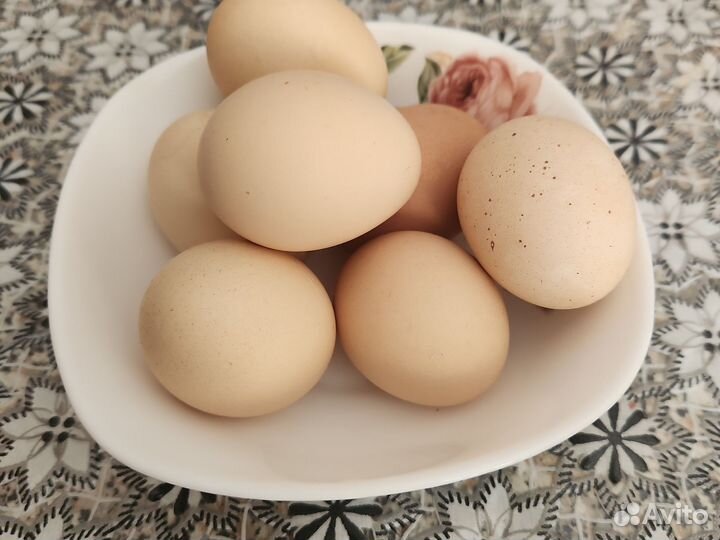 Домашние куриные яйца
