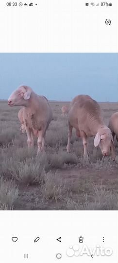 Мериноланды, Шароле и Дорперы