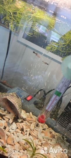 Аквариум/рыбки/Гуппи малёк