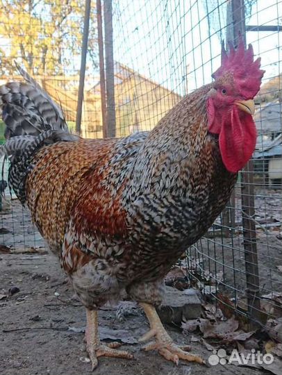 Инкубационное яйцо кур породы Билефельдер