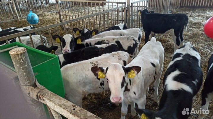 Бычки и телята