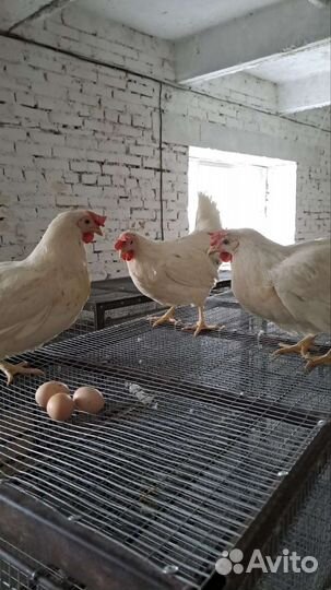 Куры несушки