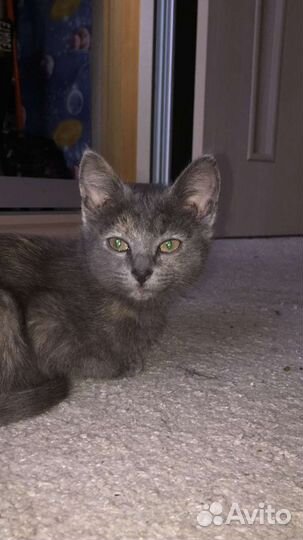 Котёнок, девочка