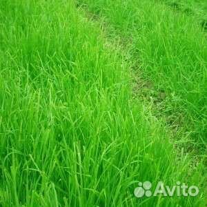 Семена газонной травы