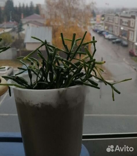 Хатиора рипсалис