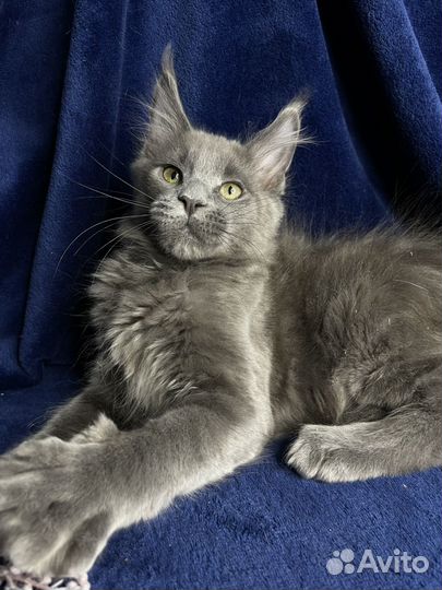 Мальчишка Мейн-кун